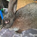 Black Silver Fox Doe in Fryeburg $75
