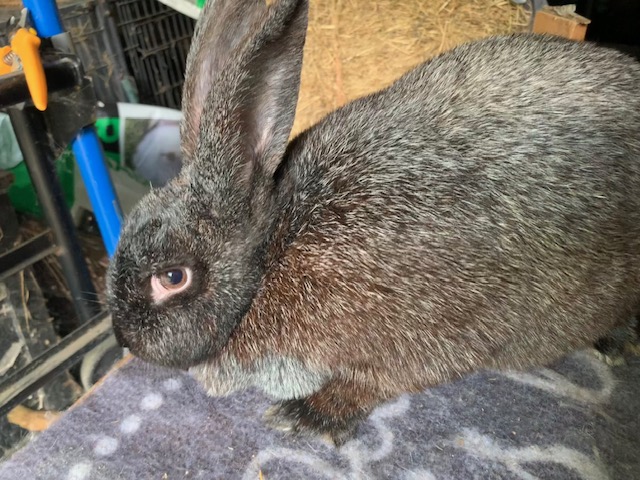 Black Silver Fox Doe in Fryeburg $75
