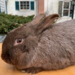 Chocolate Silver Fox Buck in Fryeburg $50