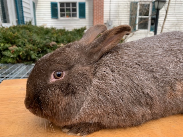 Chocolate Silver Fox Buck in Fryeburg $50